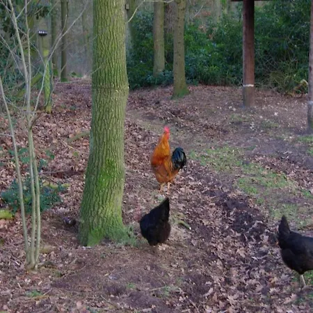 In Near Nature Reserves Hengelo (Gelderland)